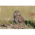 thumbnail image 2 of Jones, Adam 14x11 Black Ornate Wood Framed with Double Matting Museum Art Print Titled - Burrowing owl-Cape Coral-Florida, 2 of 4