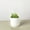 4_SUCC_STRING.OF.DOLPHINS_PP.WHT.CYL, variant on String of Dolphins - Live Air-Purifying Indoor Plant in Nursery Pot – Easy Care, Low Maintenance Houseplant for Home & Office Decor, Natural Air Cleaner, Best for Beginners (4"Pot, TerraCottaStandard)