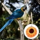 thumbnail image 3 of BRIGHTFUFU Nido de pájaro de cuerda de algodón tejido, nido de pájaros pequeños, nido para cría, jaula para pájaros, nido colgante, 3 of 7