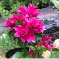 thumbnail image 6 of Magic Bougainvillea Plant Live for Planting, Dark Pink Tropical Bougainvillea Flowering Vine, 4-6 Inch Tall, No Pot, 6 of 6