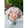 thumbnail image 4 of Flora Bunda  13' Tall Peach Peony in Tin, 4 of 4