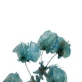 thumbnail image 2 of Vickerman 13.5-17" Light Blue Dried Cara Blossom Bundle, Preserved., 2 of 7