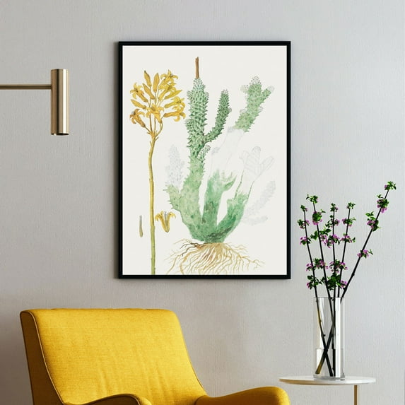 Tylecodon Cacalioides - L.f. Toelkenken - 1777–1786 | Robert Jacob Gordon | Premium Fine Art Print | 18th Century Dutch | Naturalism | Botanical | Plant Art | Nature Art