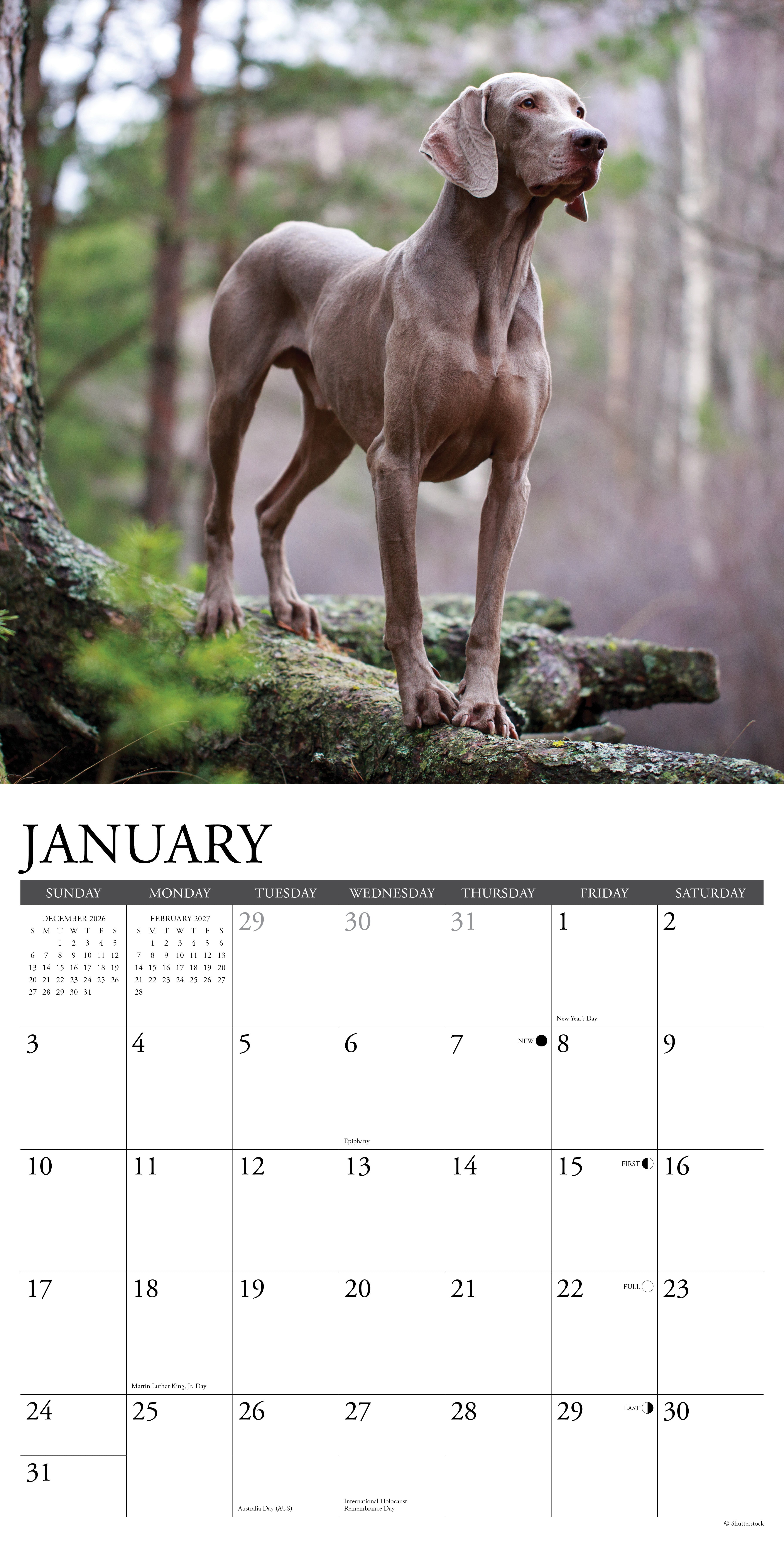 Willow Creek Press, Weimaraners 2027 Wall Calendar