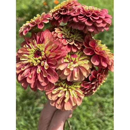 Queeny Mix Giant Zinnia Bouquet Flower Premium Seed Packet