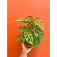 MONSTERA ADANSONII in 6" Pot Swiss Cheese Plant Indoor/Outdoor Live