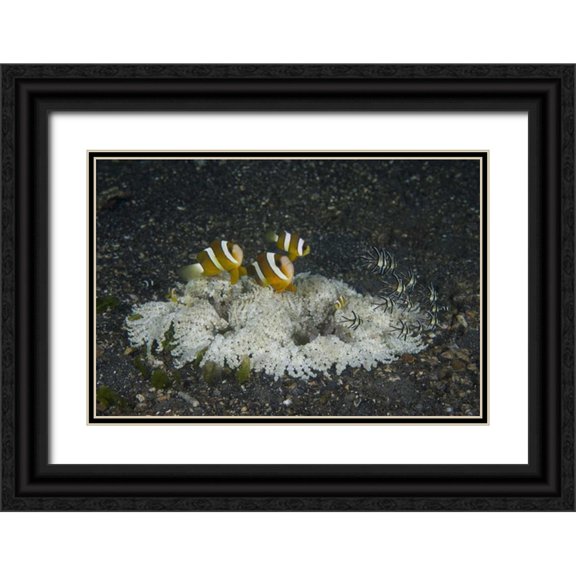Shimlock, Jones 32x23 Black Ornate Wood Framed with Double Matting Museum Art Print Titled - Indonesia, A ringed anemone community
