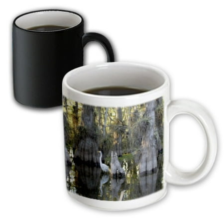 - 3dRose Everglades National Park - Great Egret in a Cypress Grove, Magic Transforming Mug, 11oz
