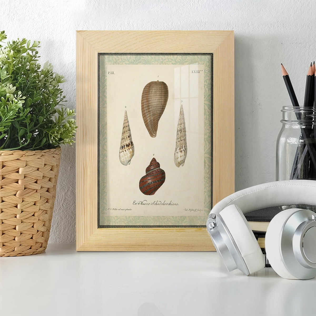 Bookplate Shells V - Framed Print w/glass - Natural Wood