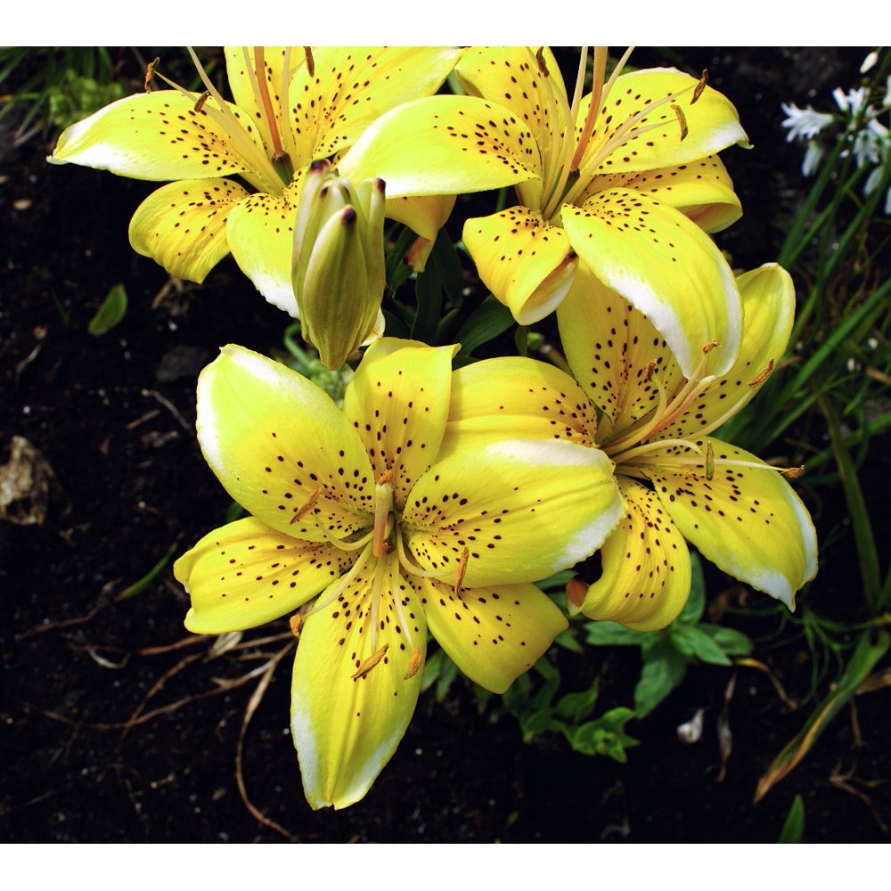 Yellow Electric Asiatic Lily 3 Bulbs Very Fragrant 14/16 cm + Hirt