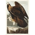 thumbnail image 2 of Audubon, John James 11x14 Gold Ornate Wood Framed with Double Matting Museum Art Print Titled - Golden Eagle, 2 of 4