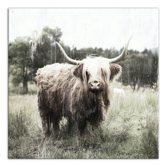 Creative Products Shaggy Cow 24x24 Canvas Wall Art