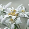 thumbnail image 2 of Leontopodium alpinum, Alpine, Edelweiss - Pot Size: 3in (2.6x3.5in) - Flowers, 2 of 5