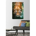 thumbnail image 3 of Tigre - Eau, 3 of 4