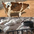 thumbnail image 4 of Marking 4PCS Livestock Marking Crayon Pig Cattle Cow Sheep Marker Farming Livestock Marking Accessories, 4 of 4