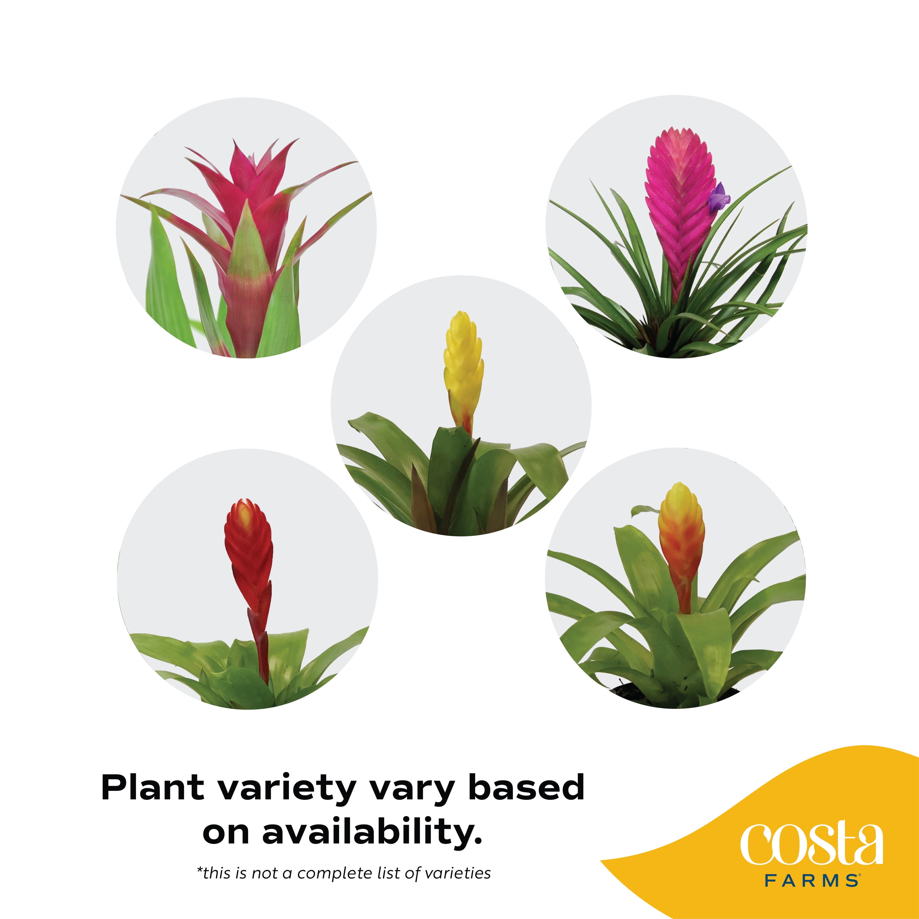 20" Tall Bromeliad Grower's Choice, Bright Indirect Sunlight, Indoor Live House Plants