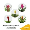 thumbnail image 4 of Costa Farms 20" Tall Bromeliad Grower's Choice, Bright Indirect Sunlight, Indoor Live House Plants, 4 of 11