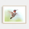 thumbnail image 2 of Ruby-Throated Hummingbird - Photography Bird Wildlife Nature Animal Scenic Woodland Insect Unframed Wall Art Print 20 x 28 inches, 2 of 7