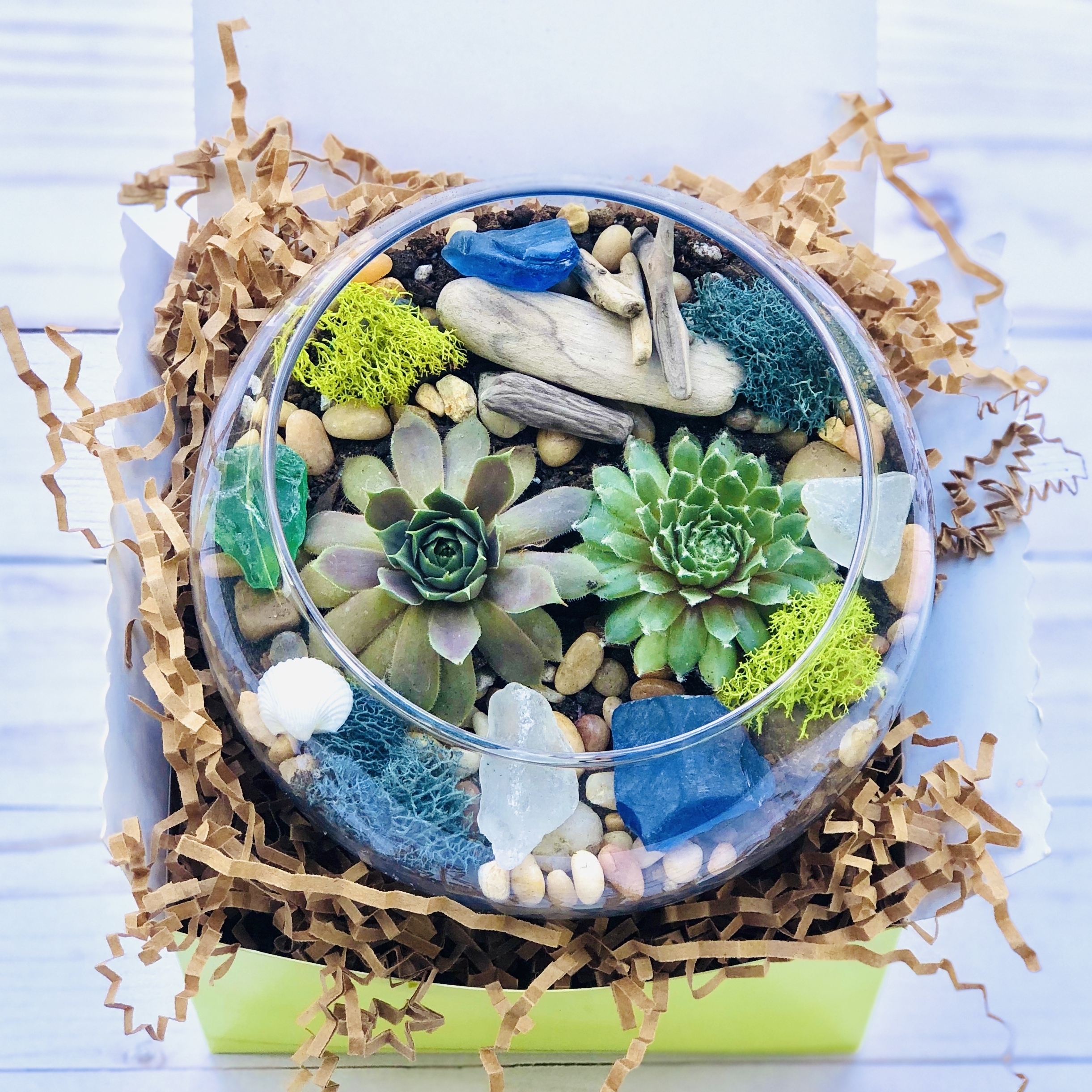 Sea Glass and Driftwood Succulent Terrarium Kit