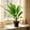 C, variant on Partheme Artificial Potted Plants for Indoor Use. Realistic Fake Plant with Pot for Living Room Office Bedroom Home Decor. 14 Inch PVC No Watering Needed, E