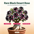 thumbnail image 2 of Desert Rose, Shade Plant for Gardens-Easy Grow-Low Maintenance-Ideal for Beds Borders, Plant Pots & Planters, 2 of 5