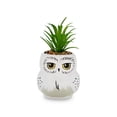 thumbnail image 1 of Mini maceta Silver Buffalo Harry Potter Hedwig con suculentas, 1 of 7