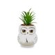 thumbnail image 1 of Mini maceta Silver Buffalo Harry Potter Hedwig con suculentas, 1 of 7