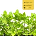 thumbnail image 6 of 4 Spearmint Plants (Mentha spicata) | Fragrant, Fast-Growing Culinary Herb | Perennial & Hardy for Garden or Containers | Perfect for Tea, Cocktails & Cooking | Live Plants, 6 of 8