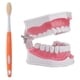 thumbnail image 1 of 1 juego de ayuda didáctica de odontología educativa para niños, modelo de dientes médicos, 1 of 2