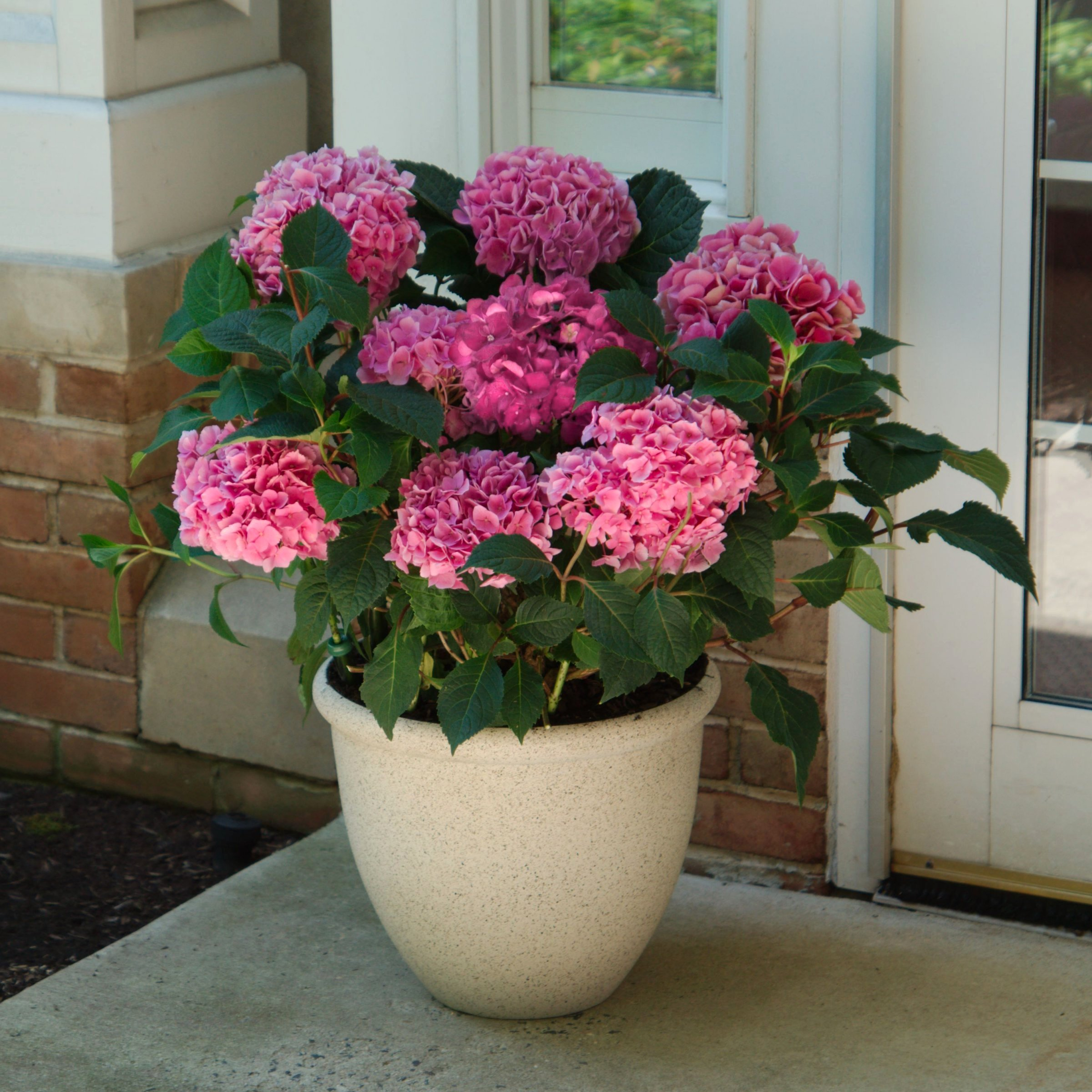 National Plant Network 3 gal. Hydrangea Merritt's Supreme Pink Live Shrub