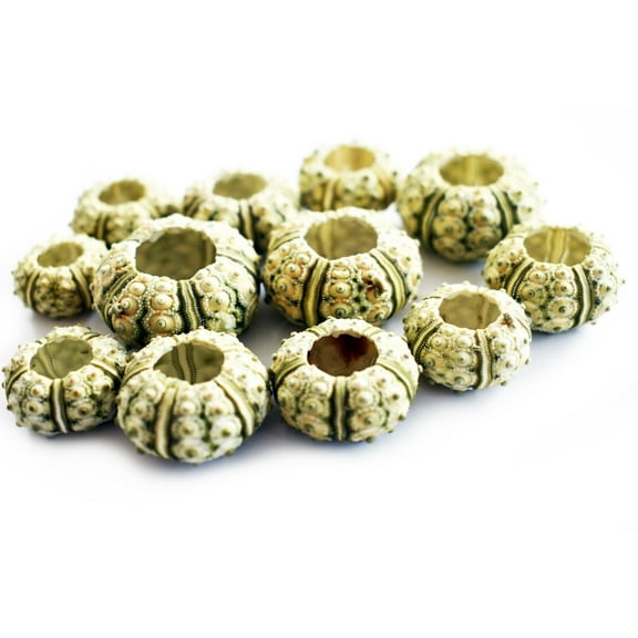 Set of 24 Green Knobby Mini Sea Urchins (3/4"-1 1/4" / 18-32 mm) Beach Crafts Hobby Decor Nautical