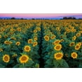 thumbnail image 2 of Gavrilis, John 18x13 White Modern Wood Framed Museum Art Print Titled - Dawn Sunflowers, 2 of 4