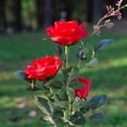 thumbnail image 4 of Solar Garden Rose Light, Solar Powered Garden Flower Lights,Waterproof, 4 of 6