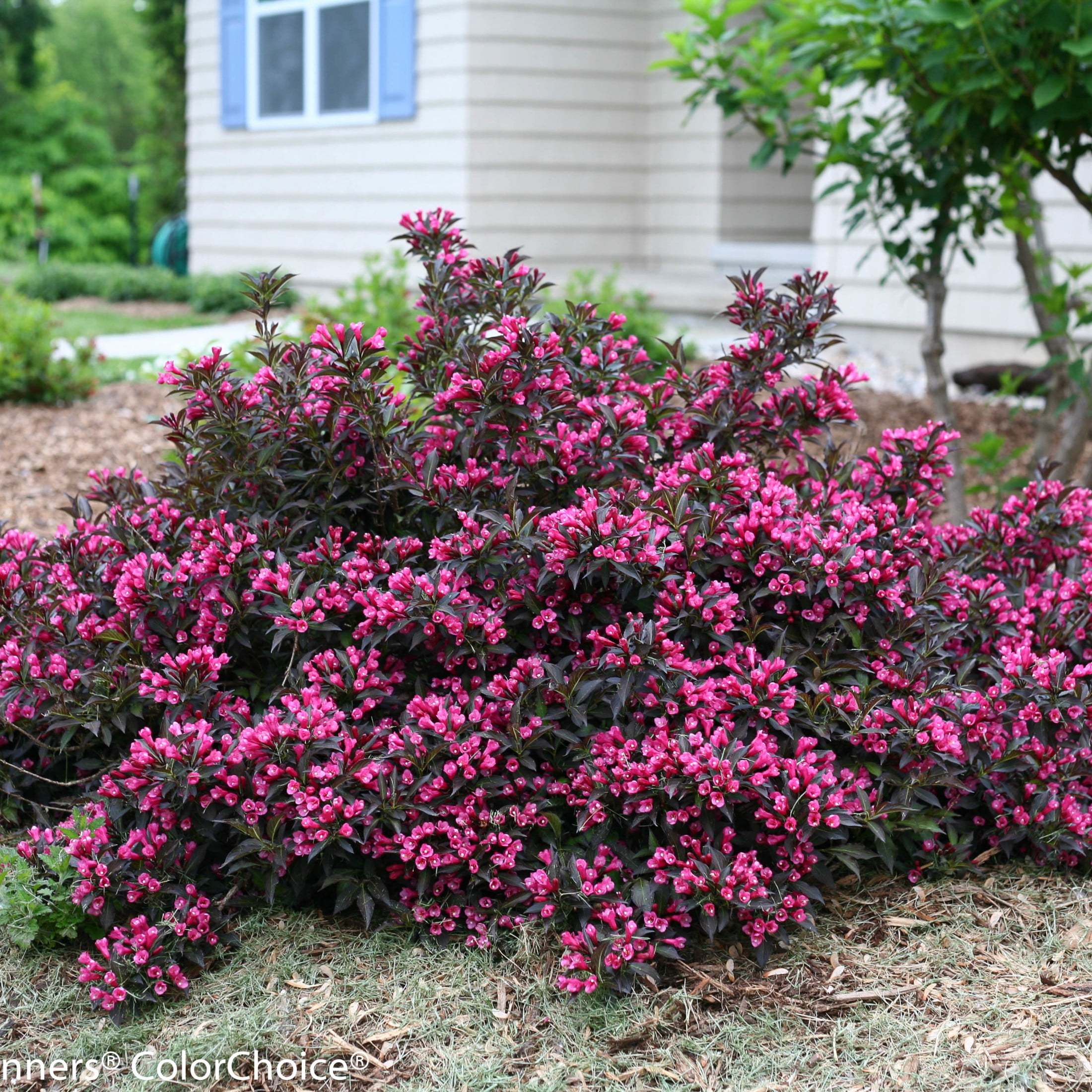 Proven Winners ColorChoice 6" Pink Spilled Wine Weigela Live Plant in 7.5" Pot