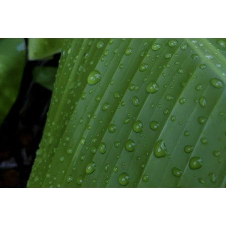 Bandana Frame - Framed Art for Your Wall Drops Banana Leaf Water Drops On Leaf Green Rain 10x13 Frame