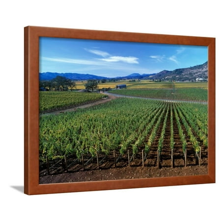 Oakville Napa Valley - Vineyards along the Silverado Trail, Miner Family Winery, Oakville, Napa Valley, California Framed Print Wall Art By Karen Muschenetz
