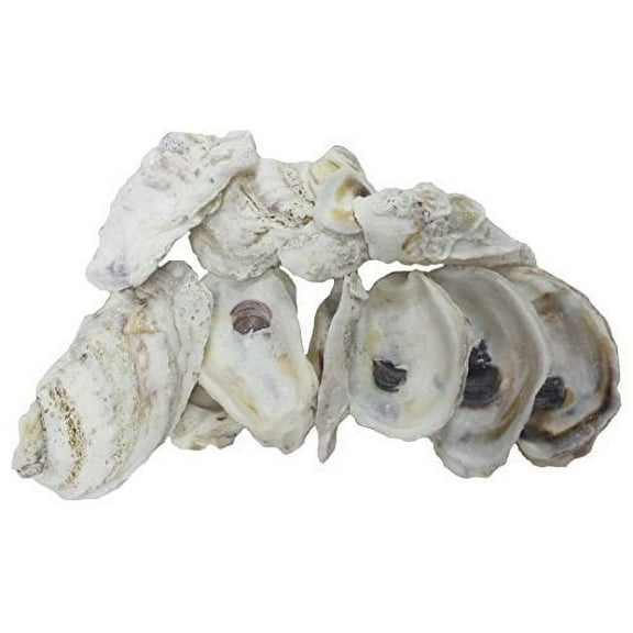U.S. Shell, Oyster Shells, 4 to 5 inches, 3.75"-5", 20 Count