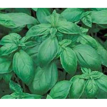 Basil Italian Large Leaf Great Garden Herb 1,200 (Best Way To Germinate Basil Seeds)
