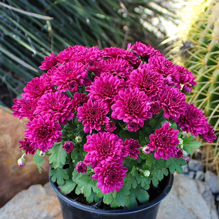 Mam。ナチュラル、パープル Expert Gardener Purple Mum Chrysanthemum Live Plant in 1 gal