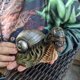 thumbnail image 5 of Caracol muñeca estatua muñeca resina Animal escultura jardín césped jardín arte ornamento jardín, 5 of 5