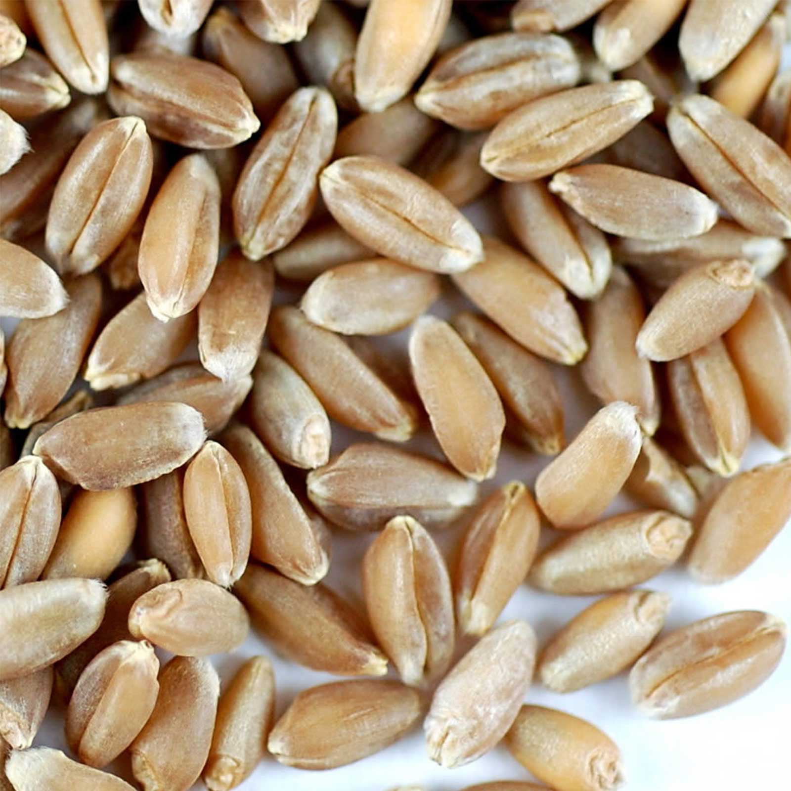 Certified Organic Non-GMO Wheatgrass Seeds Guaranteed to Grow 5 Pounds Wheat Seed 
