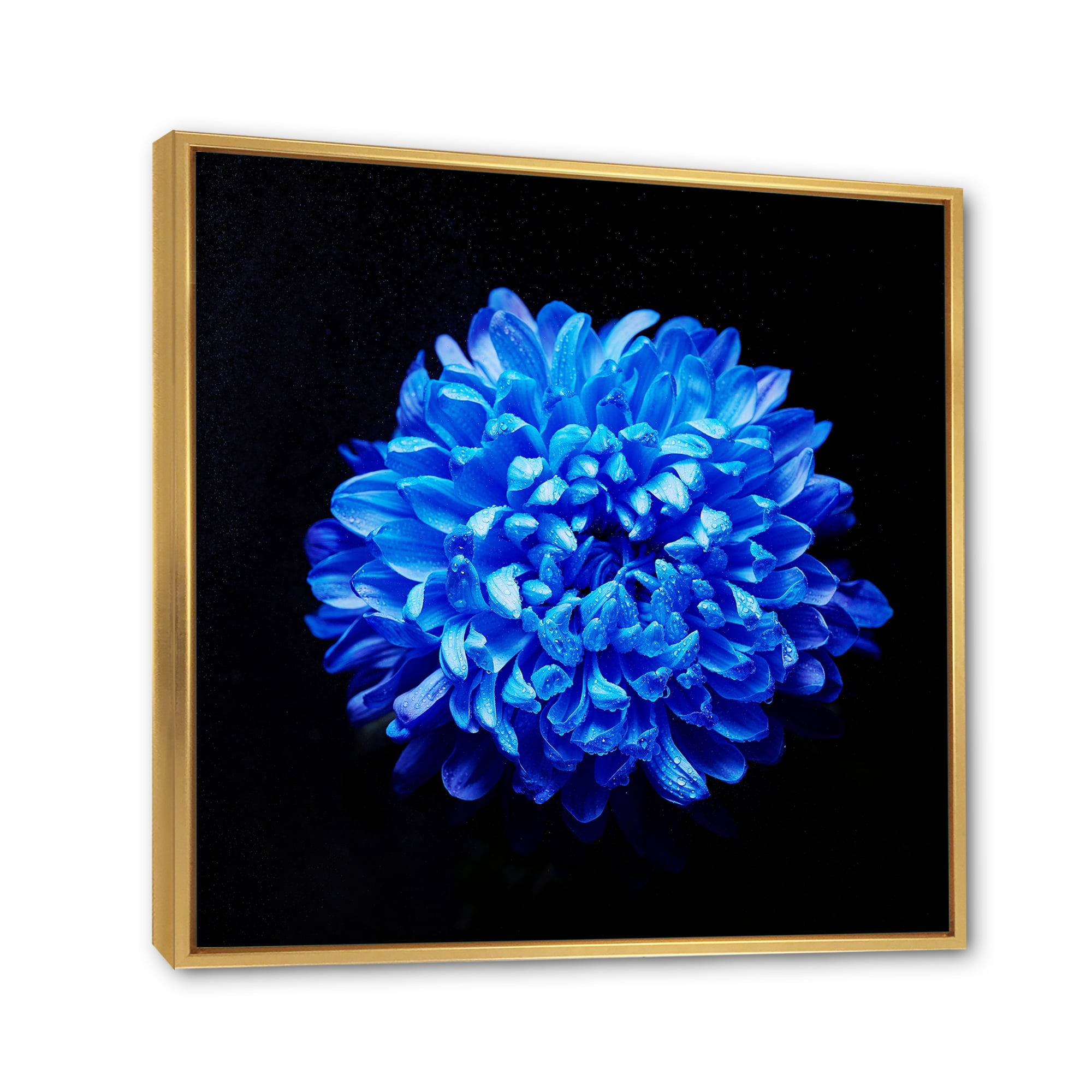 Designart 'Dew Drops on Blue Aster ' Traditional Framed Canvas Wall Art Print