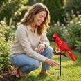 thumbnail image 6 of Cardinal Bird Garden Stake, Metal Outdoor Yard Art Decoration, Red Bird Ground Insert for Flower Beds and Garden Landscaping, Weatherproof Red Cardinal Red Bird Pattern Decorative Garden Stakes B, 6 of 7