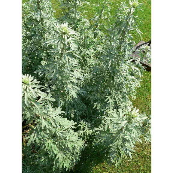 500 Artemisia Absinthium Seeds - Absinthe Wormwood - Medicinal Herb
