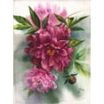 thumbnail image 2 of Besedina, Anastasiia 15x18 Gold Ornate Wood Framed with Double Matting Museum Art Print Titled - Burgundy Peonies II, 2 of 4
