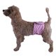 thumbnail image 1 of 4 Pañales Lavables Para Perros, Banda Suave Reutilizable Para El Vientre De P Erro Macho, Envoltura De Poliéster Para Perros Machos Para El Cuidado De Heridas Después De La, 1 of 7
