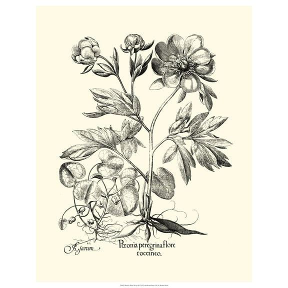 Art.com Black and White Besler Peony III Art Print by Besler Basilius, 12" x 16"
