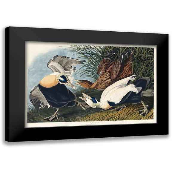 Audubon, John James 14x11 Black Modern Framed Museum Art Print Titled - Eider Duck