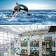 thumbnail image 3 of Adornos de Delfines Colgantes de Resina para La Decoración de Del tejado de de para hogar DIY Púrpura l Macarena Decoración colgante manualidades con delfines, 3 of 8