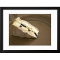 thumbnail image 2 of Camembert Cheese Stuffed with Truffles at La Truffe De Ventoux Truffle Farm, Vaucluse, Rhone Framed Print Wall Art by Per Karlsson Sold by Art.Com, 2 of 5